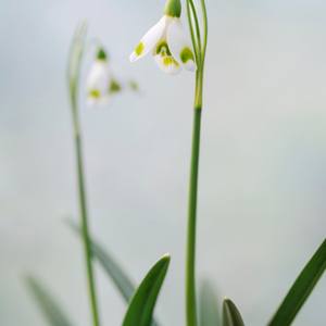 Collection Galanthus (Snowdrops)