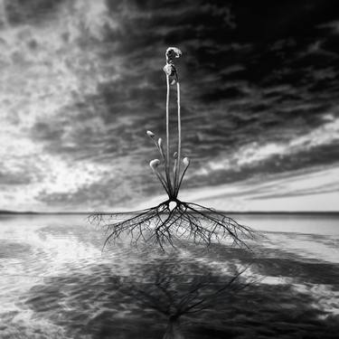 Print of Conceptual Botanic Photography by Marc Ward