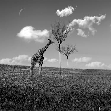 Print of Conceptual Animal Photography by Marc Ward