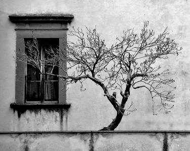 Orvieto Tree thumb