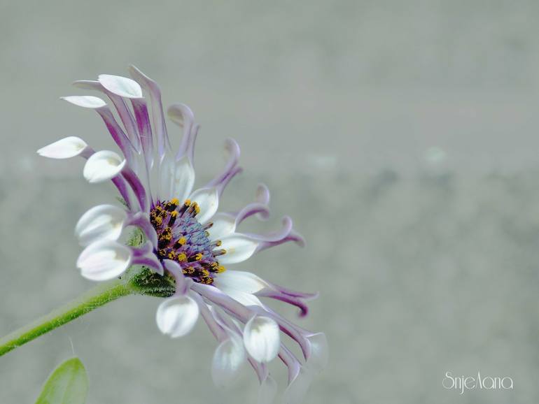 Original Abstract Animal Photography by Snjezana Lukacic