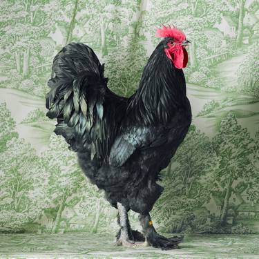 Black Langshan Large Fowl Cockerel - Limited Edition of 15 image