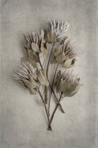 Print of Botanic Photography by Natascha vanNiekerk