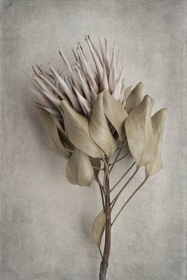Print of Fine Art Botanic Photography by Natascha vanNiekerk