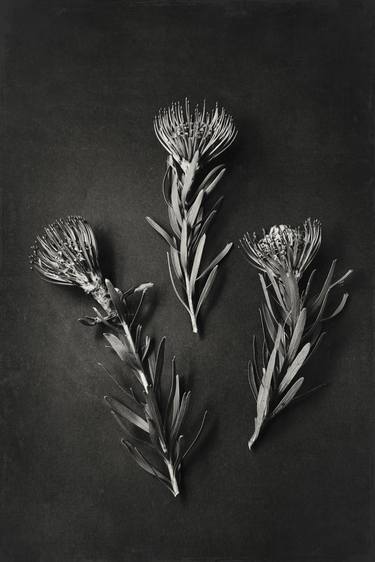 Print of Fine Art Botanic Photography by Natascha vanNiekerk