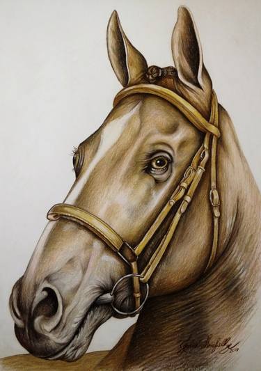 Print of Horse Drawings by Fabio Meneghella