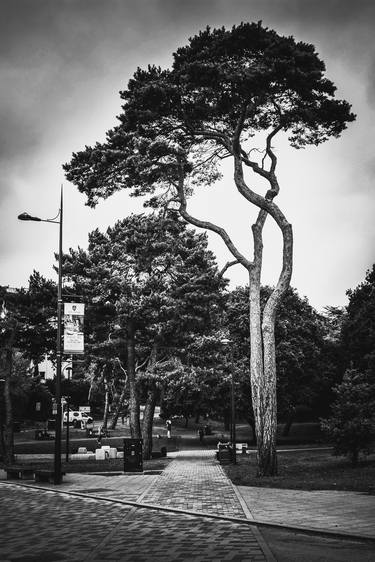 Print of Realism Tree Photography by Jesus Paul
