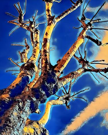 Print of Fine Art Tree Photography by Jesus Paul