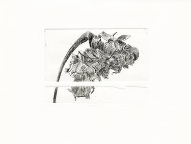 Original Nature Printmaking by Vera Almeida