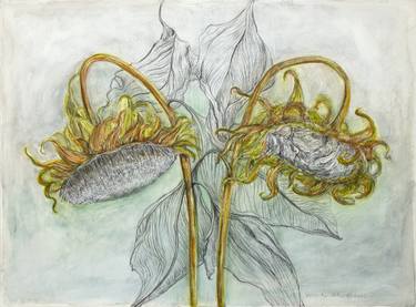 Print of Floral Drawings by Vera Almeida