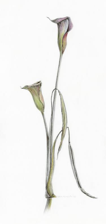 Two Calla Lily Flowers thumb