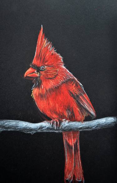 Saatchi Art Artist Yana Koroliova; Drawings, “Red cardinal bird” #art