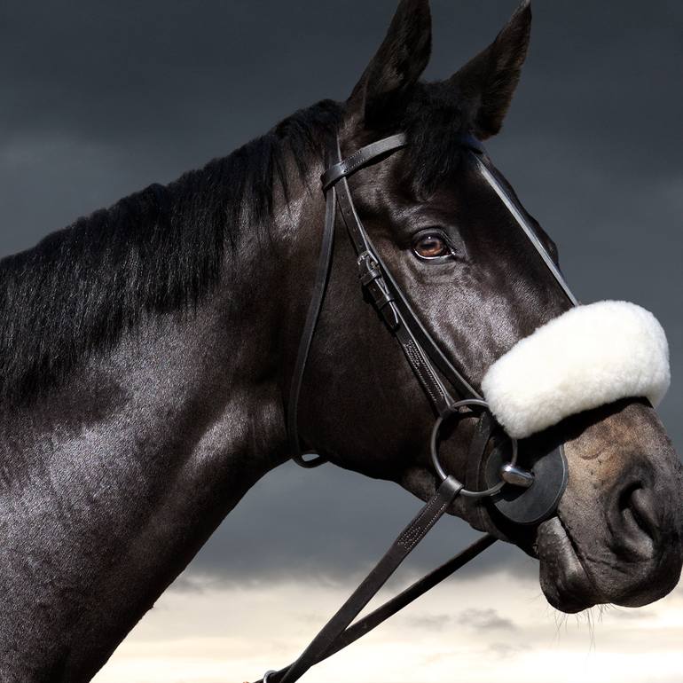 Original Other Animal Photography by R Ripley