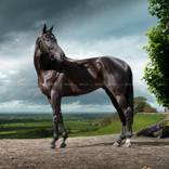 'Black Thunder' - Limited Edition of 11; by R Ripley