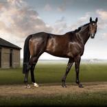 ‘Racehorse on Newmarket Heath with a Rubbing Down House’ - Limited Edition of 5 ; by R Ripley
