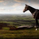 'Racehorse in an English Landscape' - Limited Edition of 11 by R Ripley