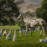'Leopard Spotted Horse with Dalmatians in a Landscape' - Limited Edition of 11 by R Ripley