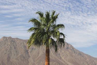 Desert Palm thumb