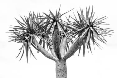 Yucca thumb