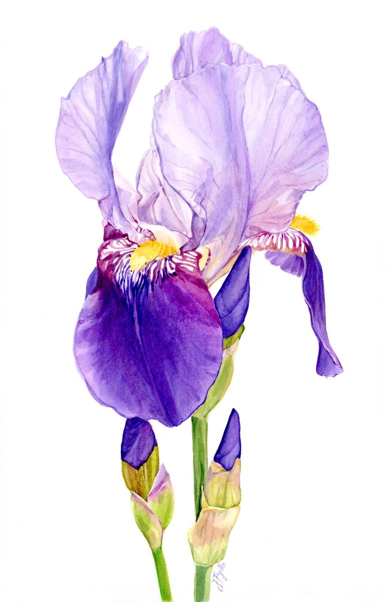 Purple iris Painting by Joanna Frydko | Saatchi Art