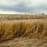 Wheat field (Large) - Limited Edition of 10 by Harm Van de Poel