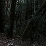 Dusk in high jungle - Limited Edition of 5 by Harm Van de Poel