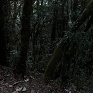 Dusk in high jungle - Limited Edition of 5