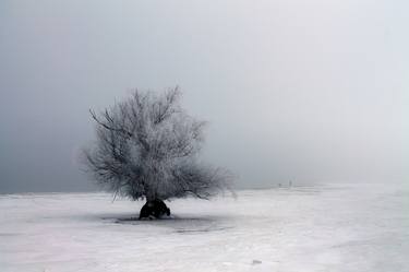 Original Abstract Tree Photography by Paul Coev