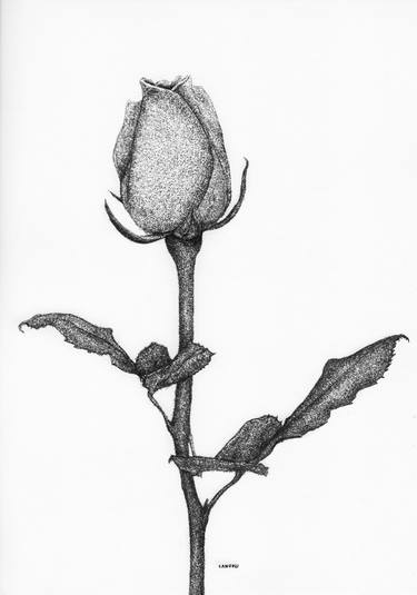 Print of Fine Art Floral Drawings by Canovu Jaime