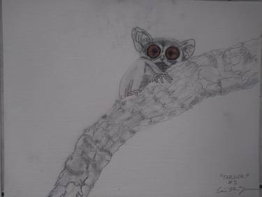 Tarsier Series Species 3 thumb