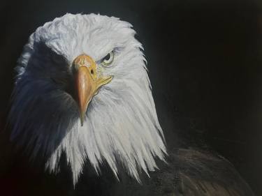 Old Glory, Bald Eagle thumb