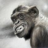 Monkey by Christopher LoPresti