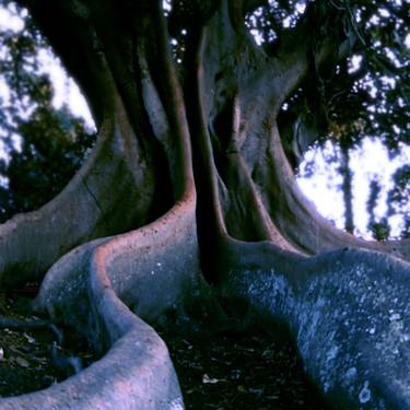 Ancestral Tree (photomontage), 01 of 10 thumb
