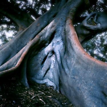 Print of Conceptual Tree Photography by Lars Magnus Holmgren