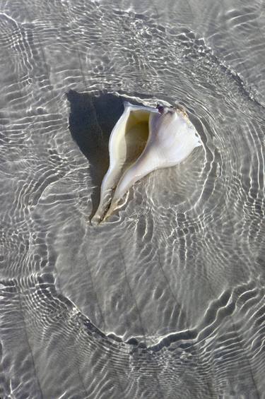 "Seashell"  1990, Holbox, Quintana Roo, México. thumb
