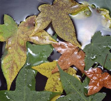 "Sweetgum leaves in a puddle" Studio MM Ajusco. Mexico City thumb
