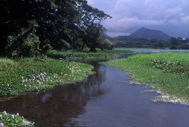 "Catemaco lagoon with lilies" 1992, Veracruz, Mexico thumb