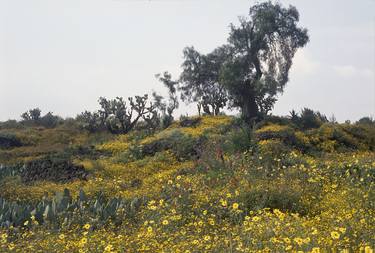 "Landscape near Milpa Alta" 1993 - Limited Edition of 9 thumb