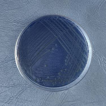 SALMONELLA ENTERITIDIS in tergitol/7 agar RITI. 1982 Limited Edition of 5. thumb