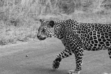 Leopard crossing thumb