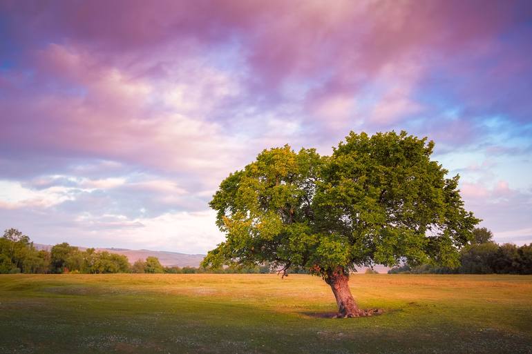 Romantic Landscape With Tree from the Arboreal Stories series - Limited ...