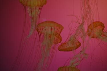 Jellyfish thumb