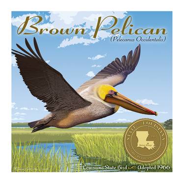Brown Pelican thumb