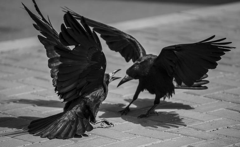 Fighting crows Photography by Ioan Chiriac | Saatchi Art