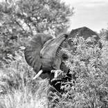 Smiling Elephant. by Oluwakemi Agbaje