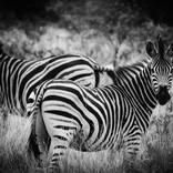 ZEBRA CROSSING. by Oluwakemi Agbaje
