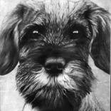 Schnauzer Pup by David Phillips