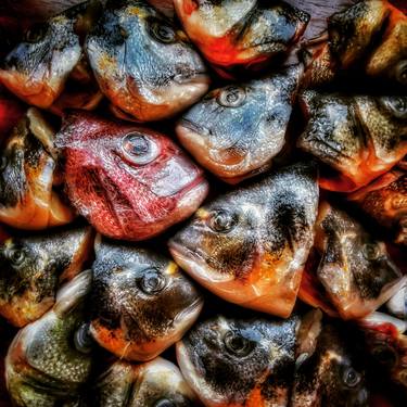 Print of Fish Photography by Elena Kozlova