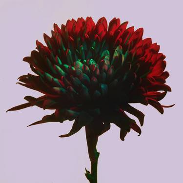 Red and Grey - Limited Edition of 30 thumb