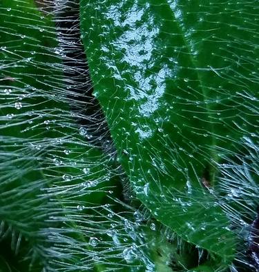 Print of Abstract Botanic Photography by David Field